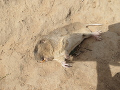 Ctenomys