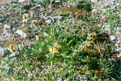Artemisia furcata
