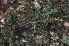 Macropophora accentifer