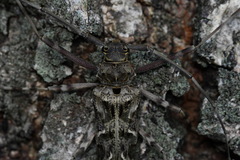 Macropophora accentifer