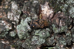 Gymnetis hebraica