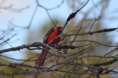 Cardinalis cardinalis cardinalis
