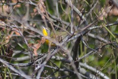 Icteria virens virens