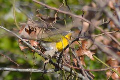 Icteria virens virens