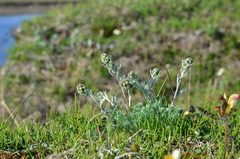 Artemisia furcata
