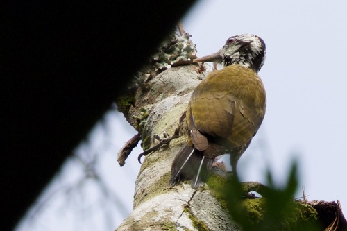 iNaturalist image