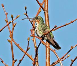 Green-breasted Mango photographed in Wisconsin