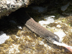 Gymnothorax pictus
