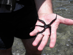 Ophiocoma echinata