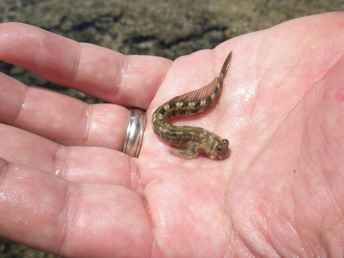 Alticus kirkii
