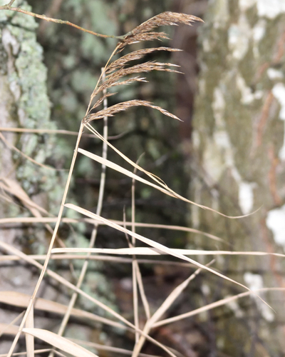 Purple Small-reed (Calamagrostis canescens)