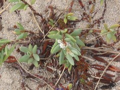 Polygonum maritimum