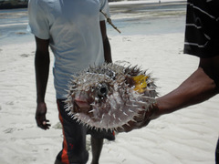 Diodon liturosus