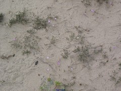 Malcolmia littorea