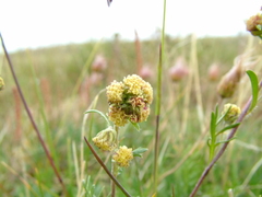 Artemisia furcata
