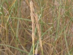 Elymus athericus