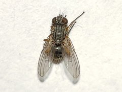 Neodexiopsis ovata