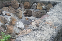 Mimus parvulus