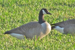 Branta canadensis image