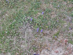 Echium rosulatum
