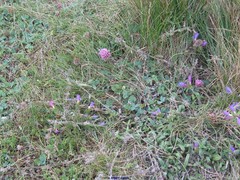 Echium rosulatum