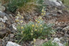 Artemisia furcata