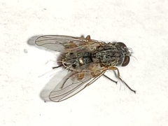 Neodexiopsis ovata
