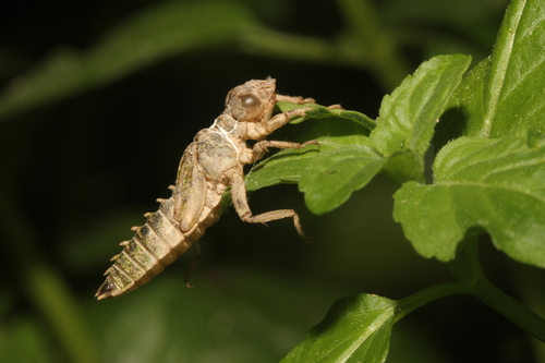 Large Pincertail, photo 7 of 8