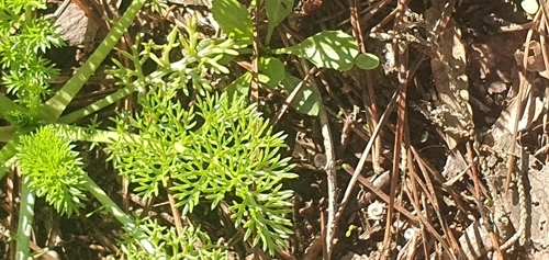 Shepherd's-needle
