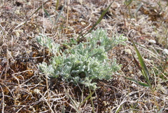 Artemisia furcata