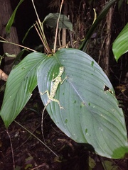 Draco melanopogon