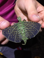 Draco melanopogon