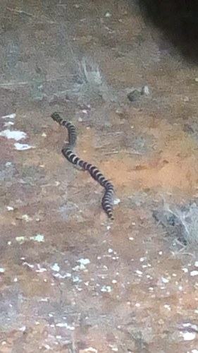 Eastern Bandy Bandy sighting