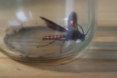 Elaphroptera nigripennis