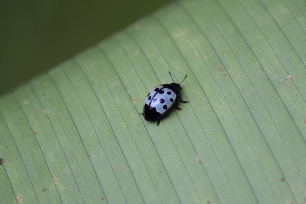 Iphiclus erichsoni
