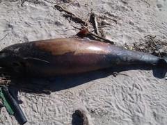Delphinus
