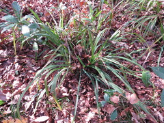 Chasmanthium nitidum