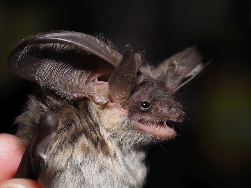 Grey Long-eared Bat, Manche, Basse-Normandie, FR, photo 4 of 10