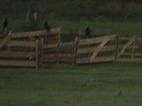Common Raven