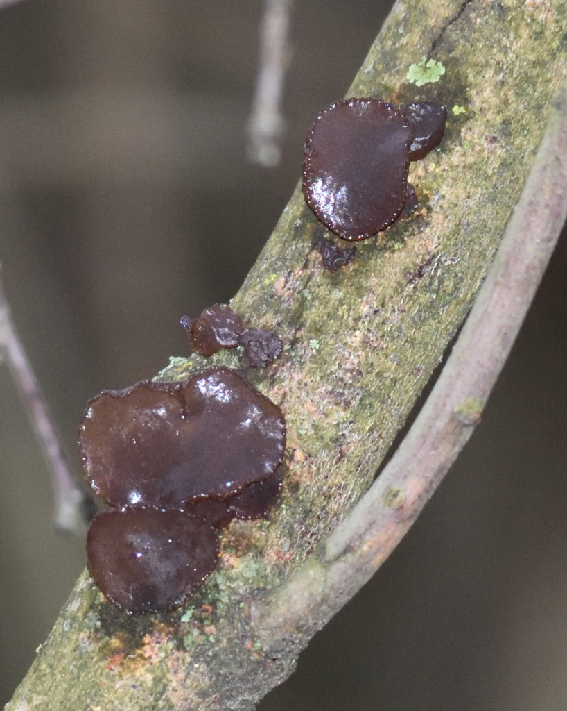 Exidia recisa · November 2025 · photo: © fyodorp (iNaturalist, cc-by)