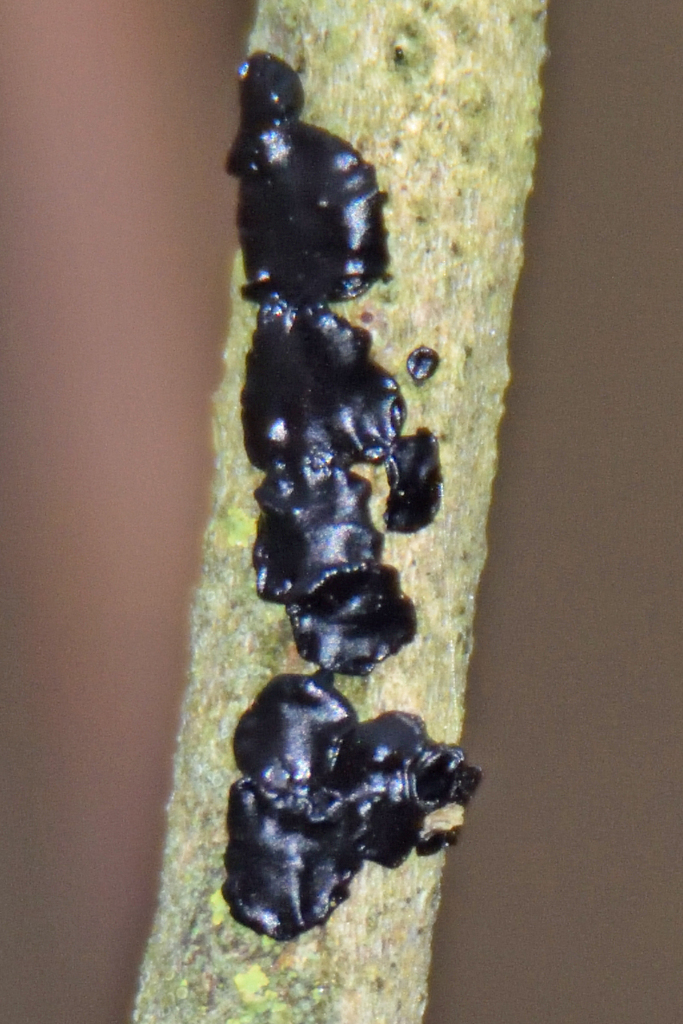 Exidia glandulosa · November 2025 · photo: © fyodorp (iNaturalist, cc-by)