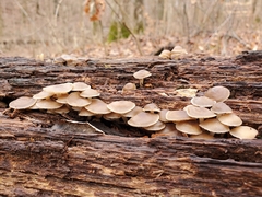 Mycena semivestipes
