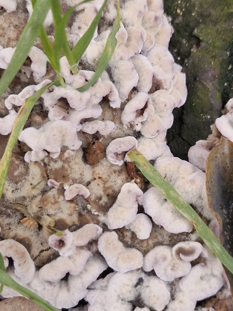 Chondrostereum purpureum · November 2025 · photo: © cf125 (iNaturalist, cc-by)