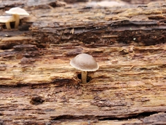 Mycena semivestipes