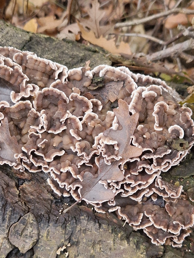 Chondrostereum purpureum · November 2025 · photo: © cf125 (iNaturalist, cc-by)