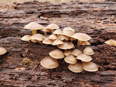 Mycena semivestipes