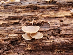 Mycena semivestipes