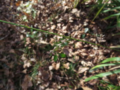 Chasmanthium nitidum