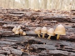 Mycena semivestipes