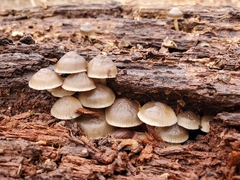 Mycena semivestipes